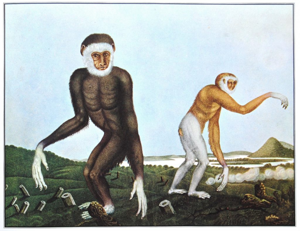 Aloys Zötl, Der Gibbon (1833)